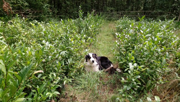 Mochi dans les theiers