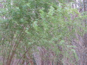 vent_dans_les_bambous_dordogne_chemins_dargile